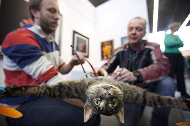 enhancei Летающий кот с моторчиками – ужас из Амстердама