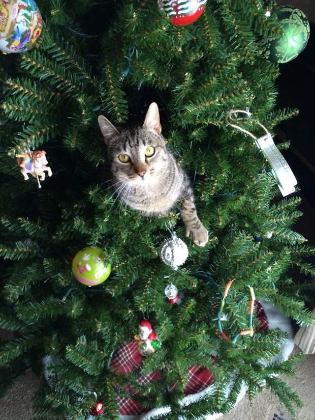 50 котеек, которые помогают наряжать елку и делают Новый год незабываемым