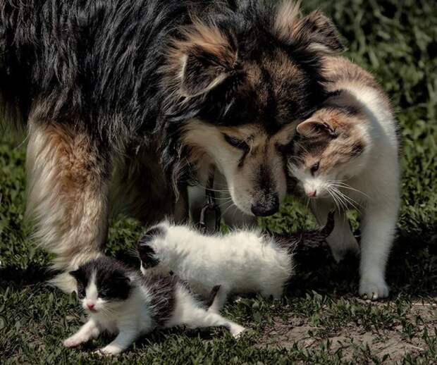 Забавные фотографии дружбы собак и кошек