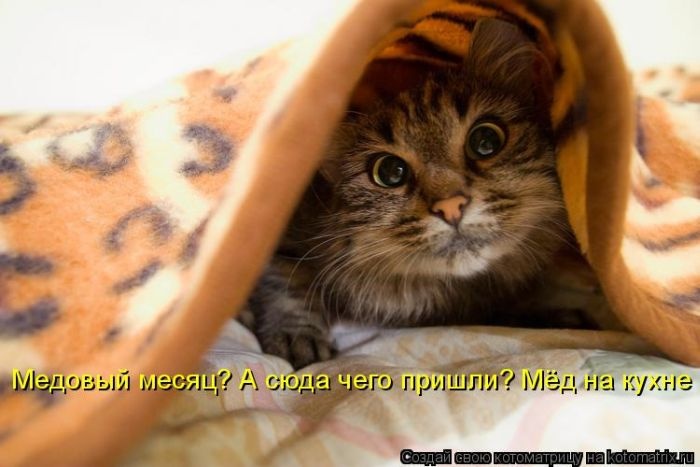 22 котоматрицы