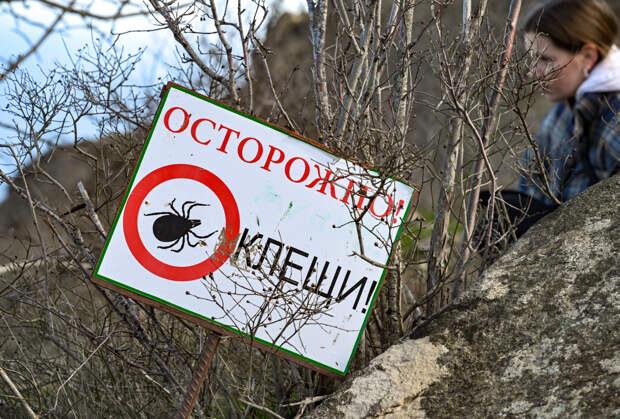 Москвичей предупредили о возможном нашествии опасных клещей-мутантов