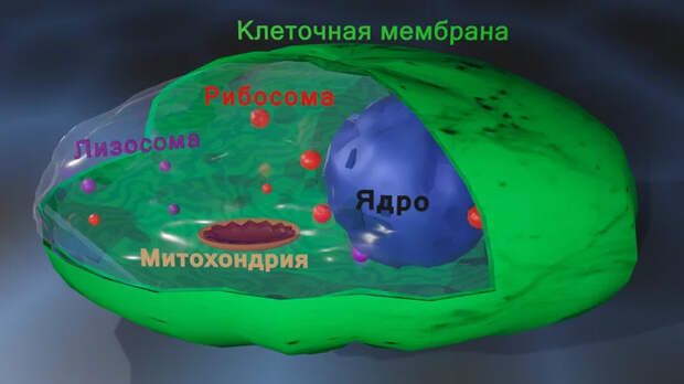 Наши внутренние войска: клетка Биология, Иммунитет, Гифка, Длиннопост