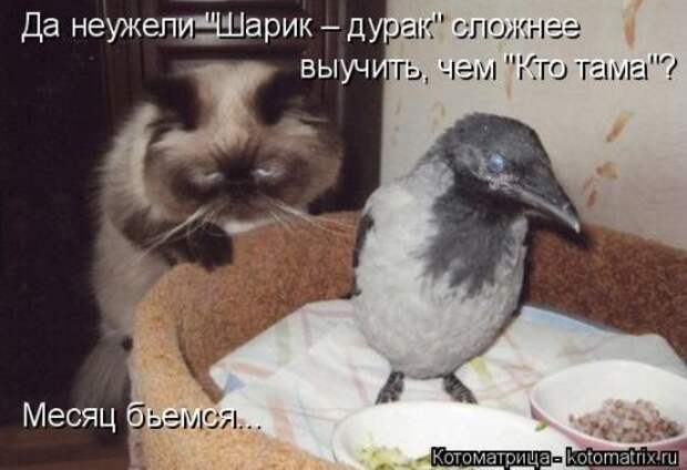 Котоматрица недели (31 фото)