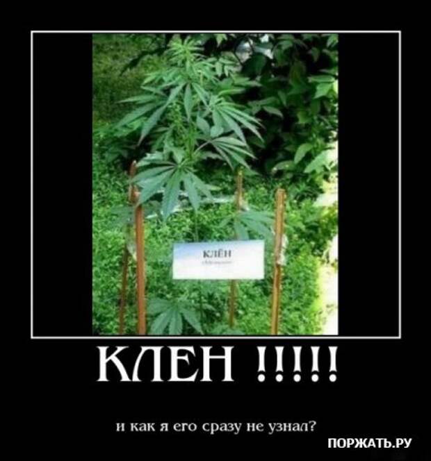 Демотиваторсы