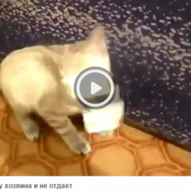 Кот украл косарь у хозяина и не отдает