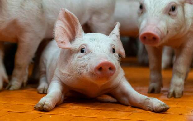 Рабочие места и новые условия жизни: что дает Рязанской области развитие АПК