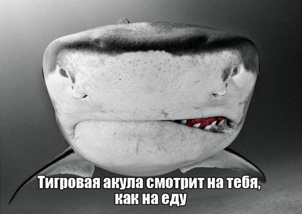 ПОДБОРКА ФОТОПРИКОЛОВ № 340 ПОДБОРКА ФОТОПРИКОЛОВ № 340