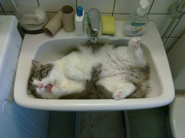 Кошка спит