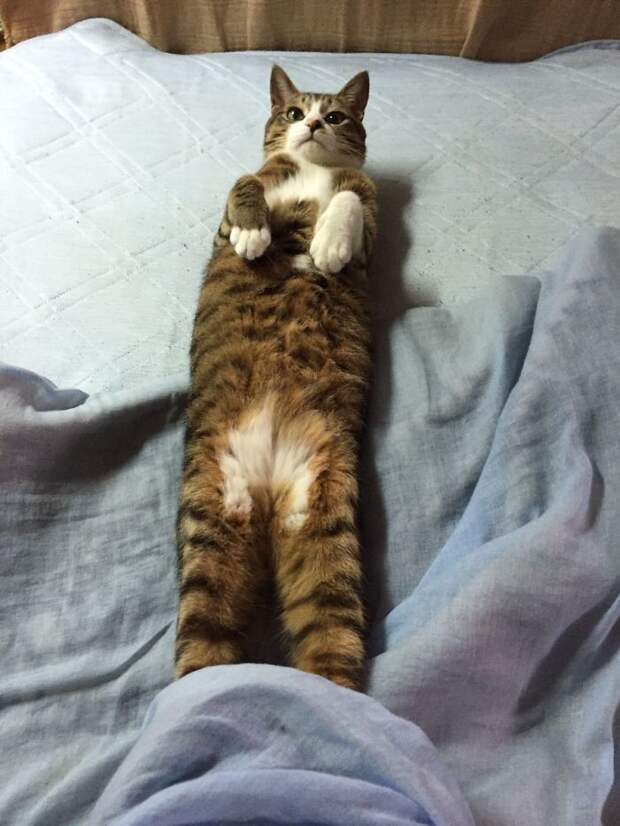 Twitter Users Have Started A New Trend- Take Pictures Of Your Cats Stretched