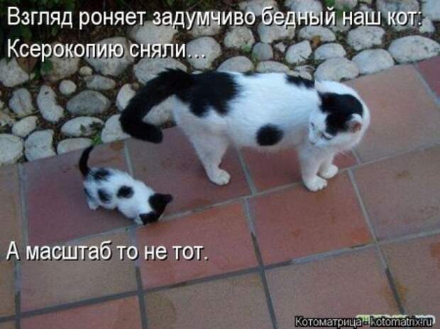 Котоматрицы