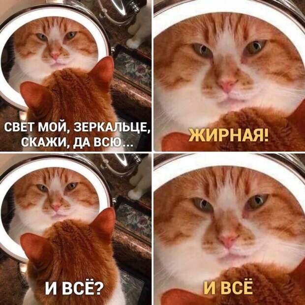 Самые удачные котомемы Рунета Самые удачные котомемы Рунета