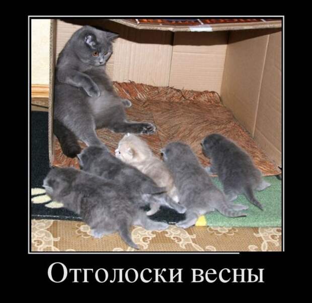Прикольные новые демотиваторы