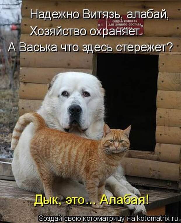 Лучшие котоматрицы недели
