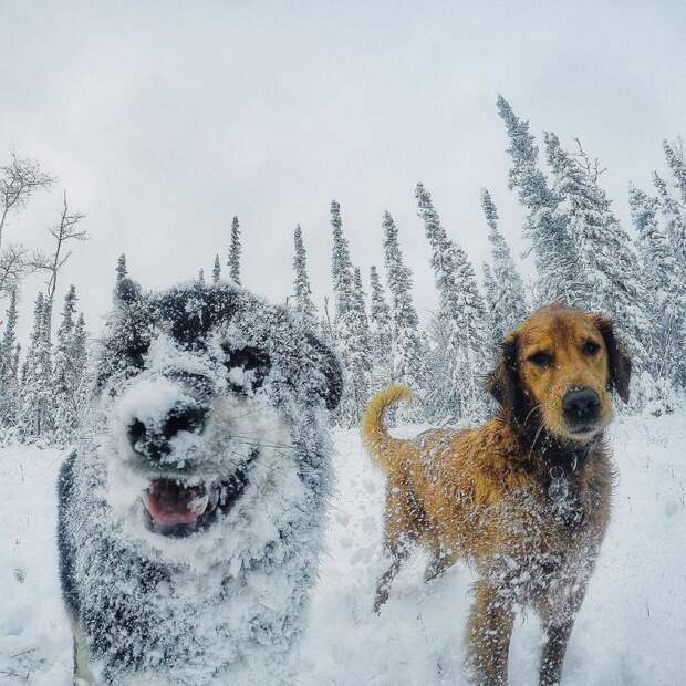 Стоматолог из Аляски и его собаки покорили интернет собаки, фото