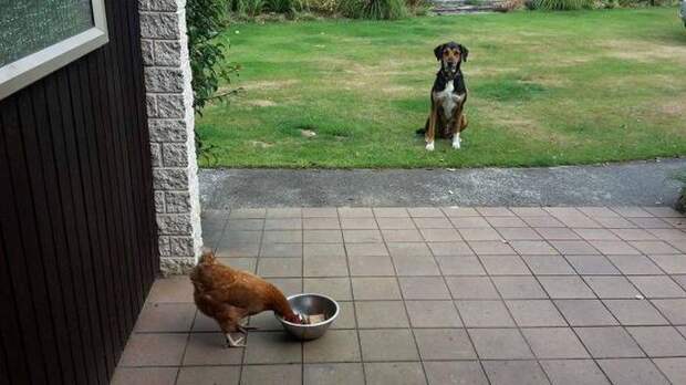 Прикольные картинки. Вечерний выпуск (57 фото)