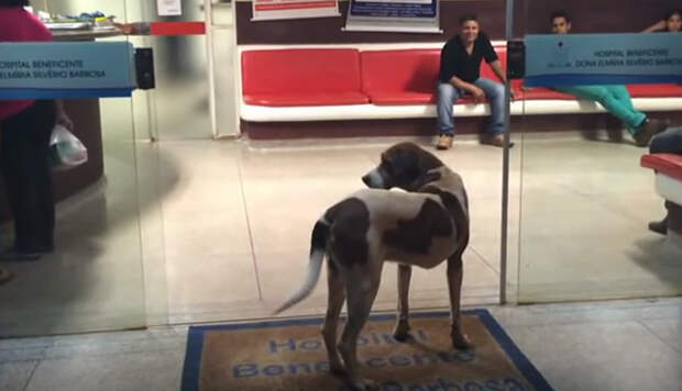 Sweetest Dog Ever Refuses To Leave Hospital Caring For Its Owner, Even After The Owner Dies