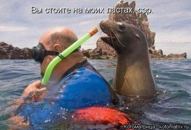 Котоматрицы (картинки с надписями)