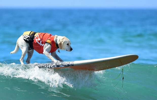 Собаки-серферы на ежегодном соревновании Surf City Surf Dog на тихоокеанском побережье в городе Хантингтон-Бич, Калифорния