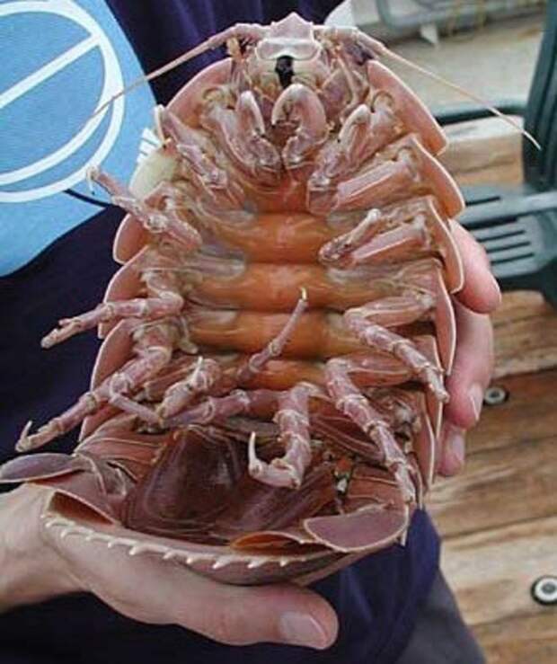 4. Гигантский изопод (Giant isopod) животные, факты