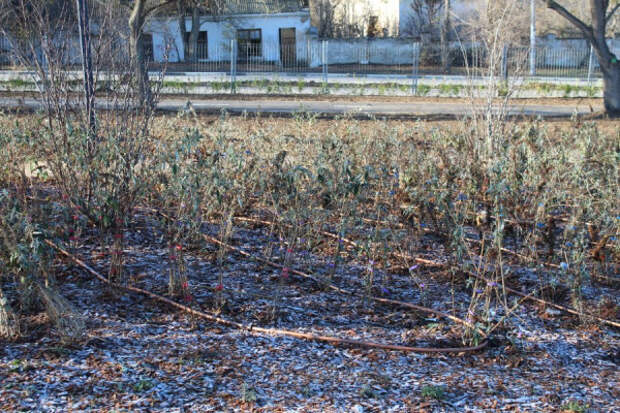 В Севастополе в новом парке вандалы разгромили скамейки и украли растения