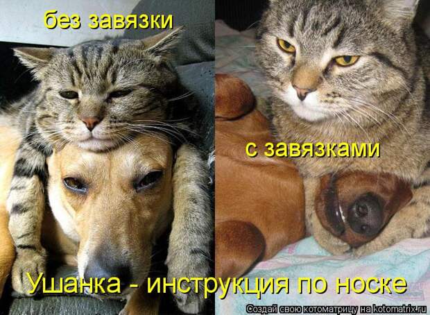 Котоматрица - Ушанка - инструкция по носке без завязки с завязками