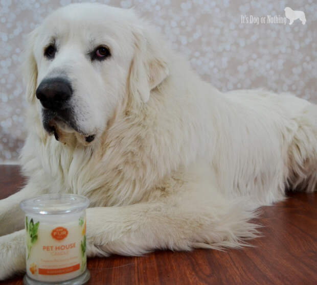 One Fur All Pet House Candles with Great Pyrenees