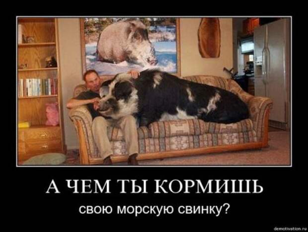Cвежие демотиваторы
