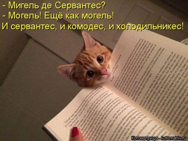 Новая котоматрица на Бугаге (31 фото)