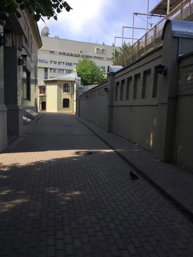 Голубь тоже посетил резиденцию с дружественным визитом...
