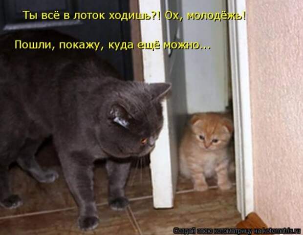 Отличная котоматрица для поднятия настроения (40 фото)