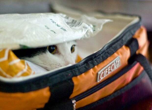 Коты, прятки, прячутся, смешное