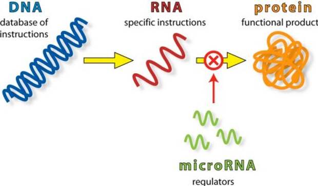 Работа miRNA-процессора Работа miRNA-процессора