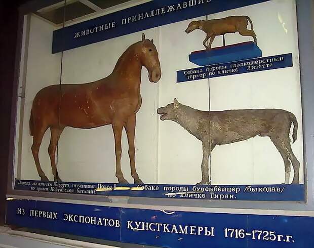 Две Лизетты и дочь Елизавета История (наука), Животные, Лошадь Лизетта, Терьер Лизетта, Буленбейцер Тиран, Длиннопост
