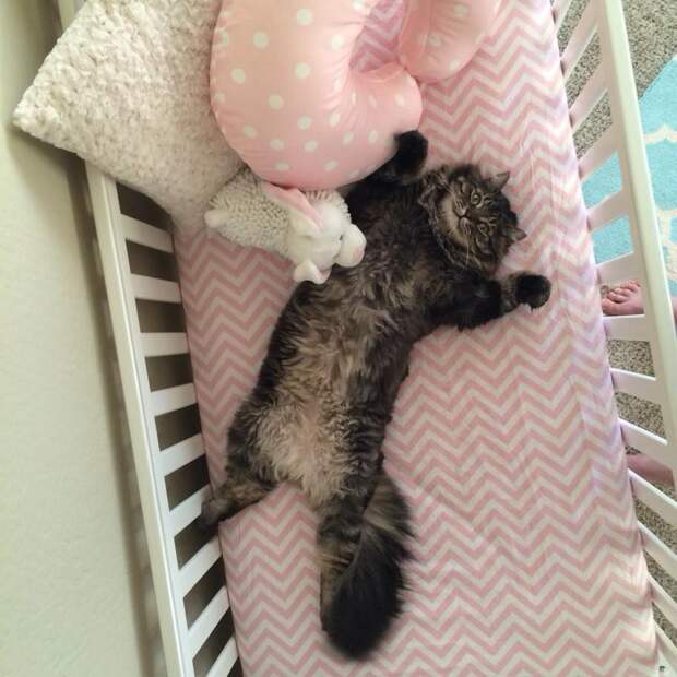 1. Так, этот кот решил, что ему купили новую кроватку год, кот, событие