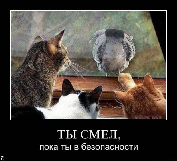 Подборка демотиваторов (84 фото)