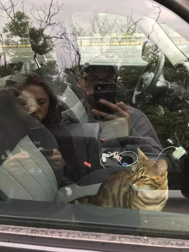 Рулю, куда хочу животные, забавно, коты, кошки, подборка, приколы, смешно, юмор