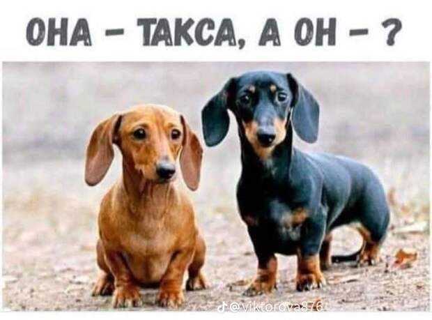 Донецкая группа новостей, Донецк ДНР