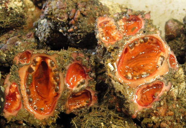 Pyura chilensis — «кровоточащий камень» с морского дна