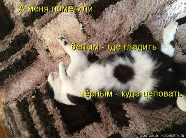 Свежая котоматрица (38 фото)
