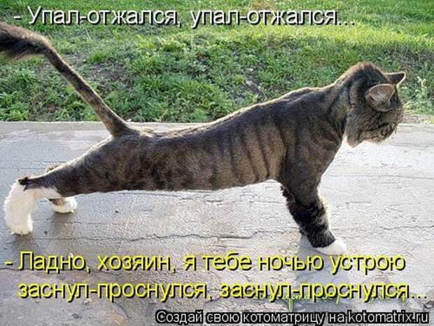 Лучшие котоматрицы недели