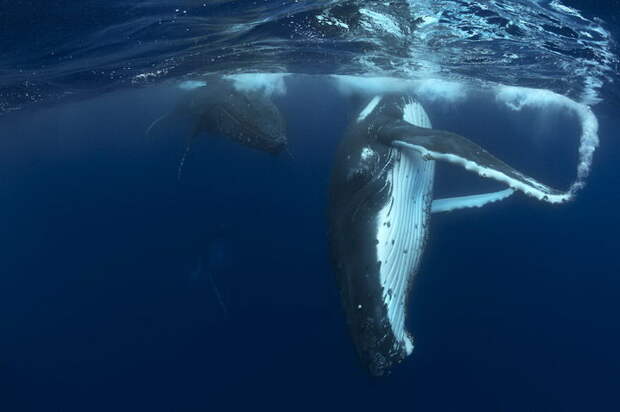Плавание с китами в океане