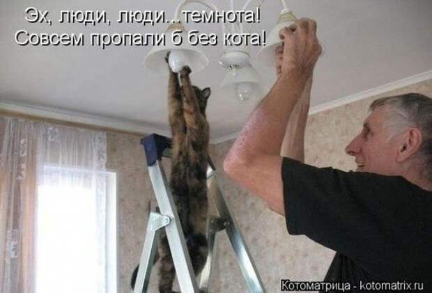 котоматрицы (50 фото) котоматрицы (50 фото)