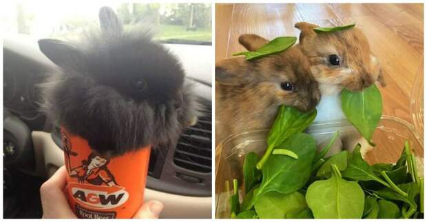 15 фото кроликов-обаяшек, перед которыми вы не сможете устоять