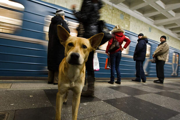 Социальное поведение собак в Москве. Эволюция на наших глазах?