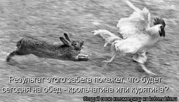 Результат этого забега покажет, что будет  сегодня на обед - крольчатина или курятина?