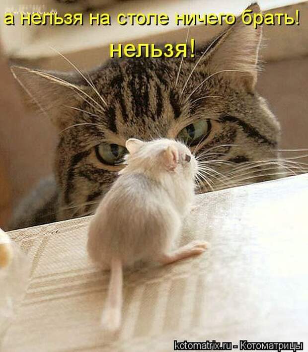 Лучшие котоматрицы недели