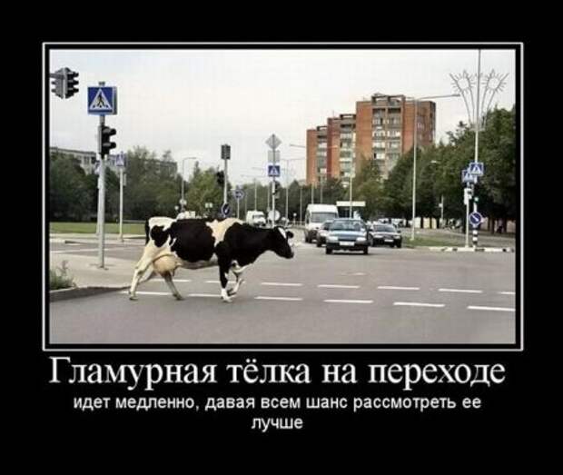 Смешных демотиваторов много не бывает.