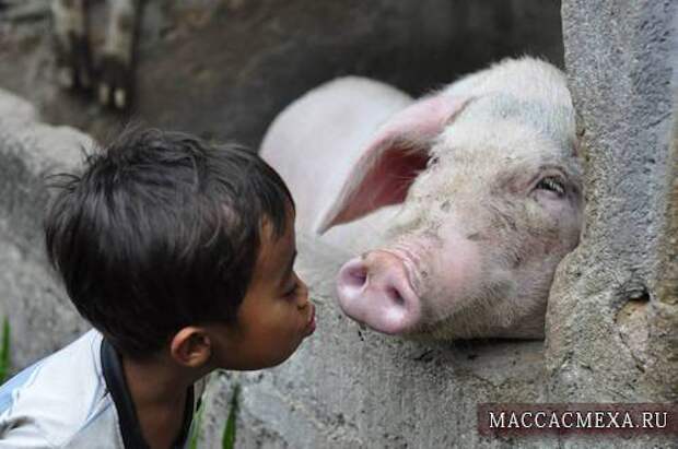 Прикольная фото подборка с детьми. Мальчик пытается поцеловать свинью в пятак.