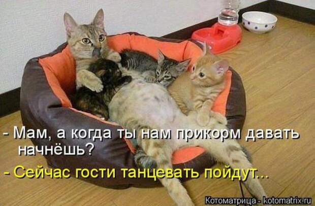 Котоматрицы (картинки с надписями)