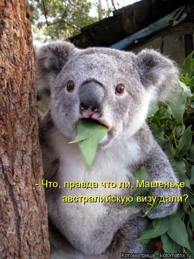 Лучшие котоматрицы недели